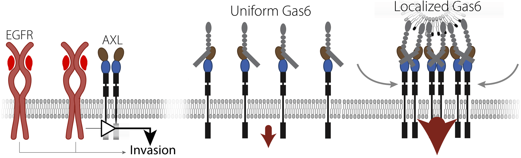 Information transmission through AXL.